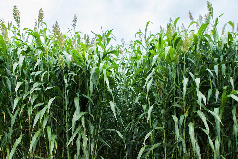 DOE 1.85M grant funds photosynthesis study at U of I College